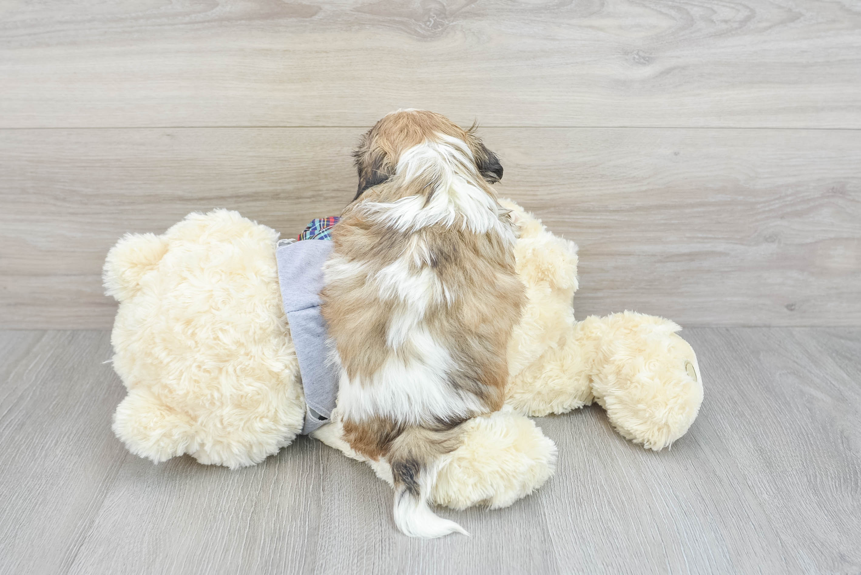 Webkinz clearance shih tzu