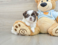 8 week old Shih Tzu Puppy For Sale - Simply Southern Pups