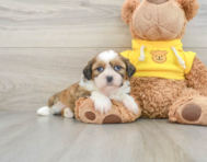 8 week old Shih Tzu Puppy For Sale - Simply Southern Pups