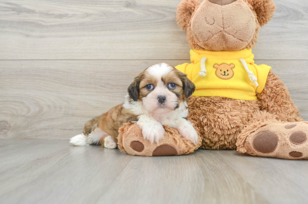 8 week old Shih Tzu Puppy For Sale - Simply Southern Pups