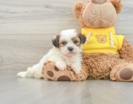 7 week old Shih Tzu Puppy For Sale - Simply Southern Pups