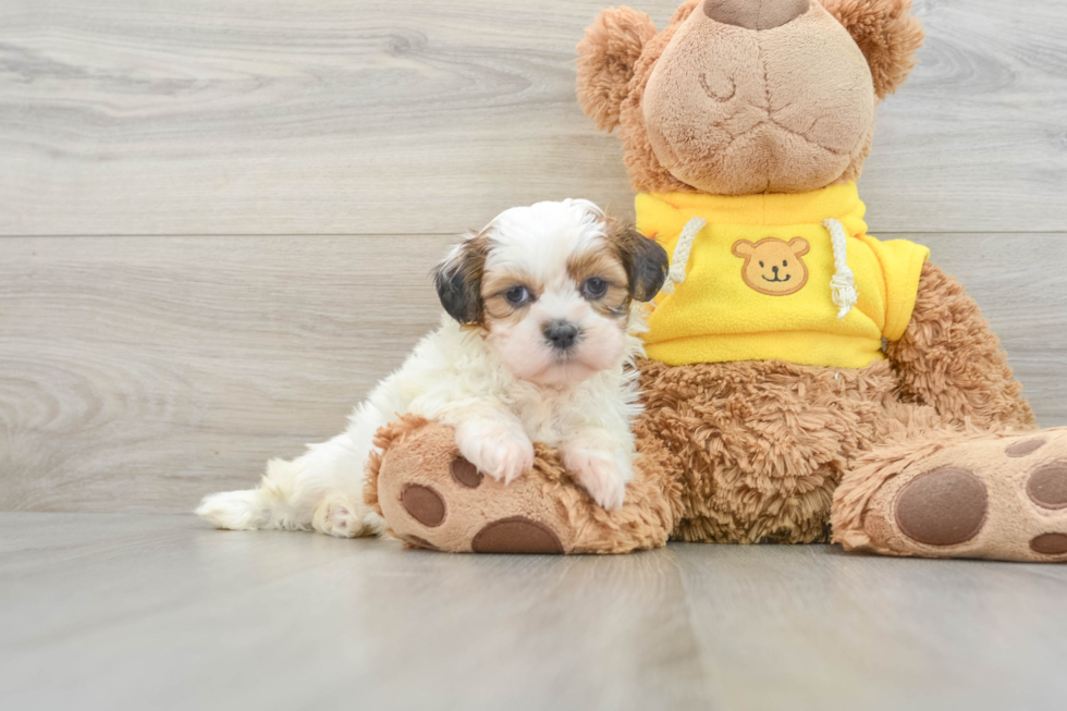 Best Shih Tzu Baby