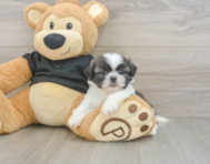 5 week old Shih Tzu Puppy For Sale - Simply Southern Pups