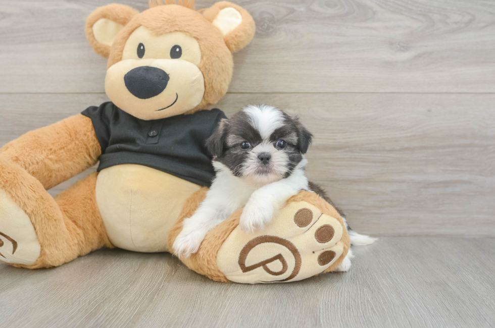 5 week old Shih Tzu Puppy For Sale - Simply Southern Pups
