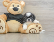 5 week old Shih Tzu Puppy For Sale - Simply Southern Pups