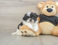 5 week old Shih Tzu Puppy For Sale - Simply Southern Pups