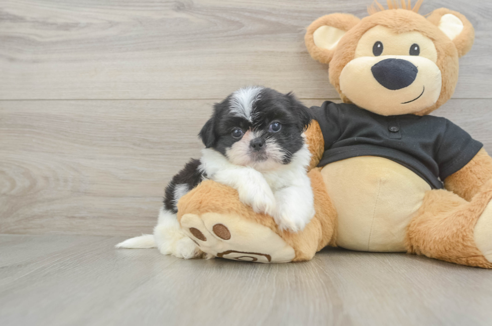 5 week old Shih Tzu Puppy For Sale - Simply Southern Pups