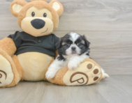 5 week old Shih Tzu Puppy For Sale - Simply Southern Pups