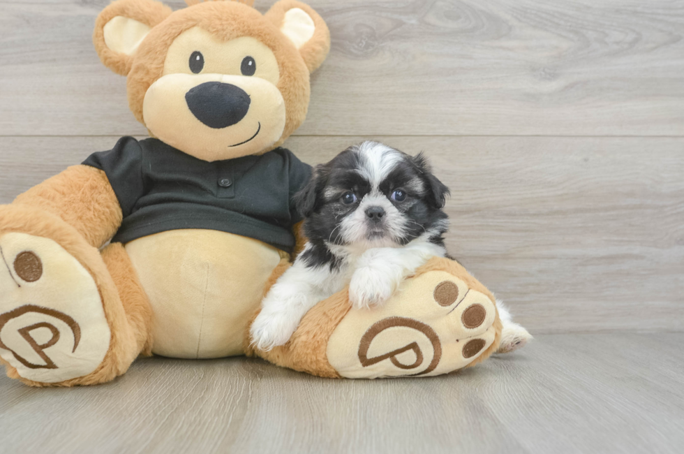 5 week old Shih Tzu Puppy For Sale - Simply Southern Pups