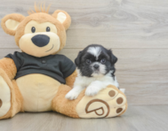 5 week old Shih Tzu Puppy For Sale - Simply Southern Pups