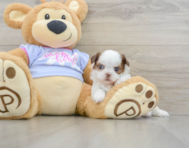 5 week old Shih Tzu Puppy For Sale - Simply Southern Pups