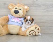 5 week old Shih Tzu Puppy For Sale - Simply Southern Pups