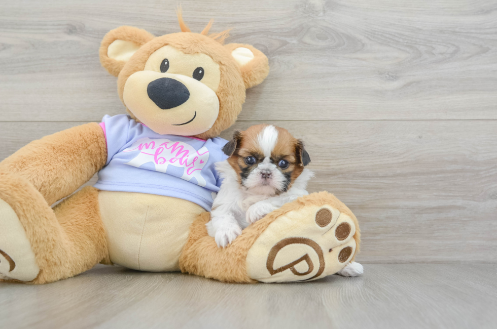 5 week old Shih Tzu Puppy For Sale - Simply Southern Pups