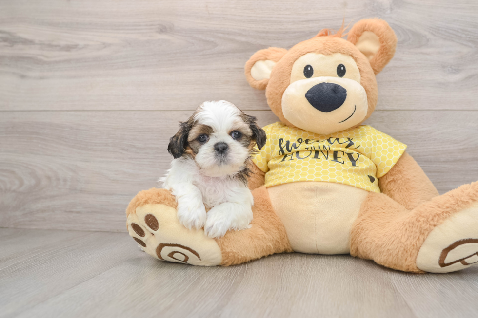 Small Shih Tzu Baby