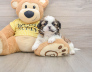 5 week old Shih Tzu Puppy For Sale - Simply Southern Pups