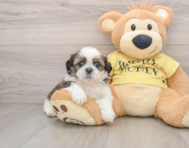 5 week old Shih Tzu Puppy For Sale - Simply Southern Pups