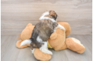Shih Tzu Puppy for Adoption