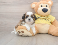 5 week old Shih Tzu Puppy For Sale - Simply Southern Pups