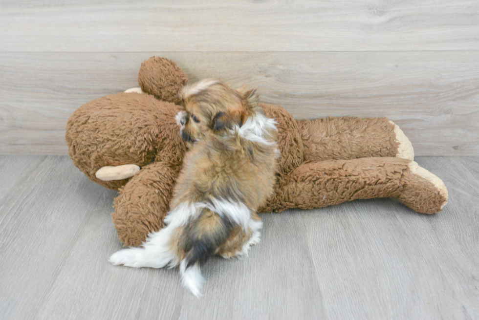 Best Shih Tzu Baby