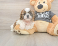 6 week old Shih Tzu Puppy For Sale - Simply Southern Pups
