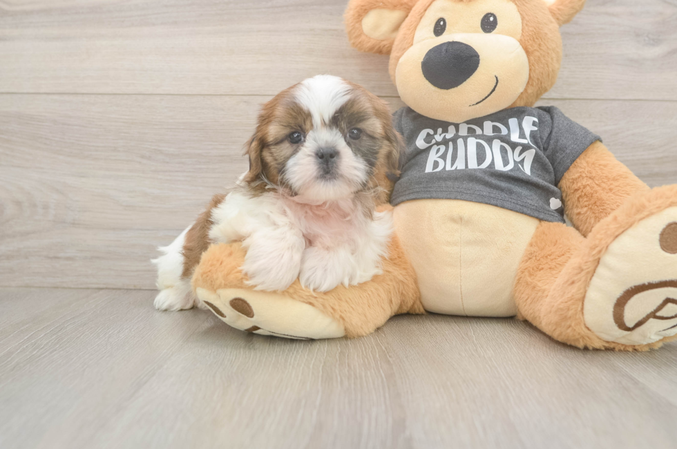 7 week old Shih Tzu Puppy For Sale - Simply Southern Pups