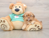 5 week old Shih Tzu Puppy For Sale - Simply Southern Pups