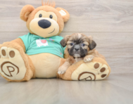 5 week old Shih Tzu Puppy For Sale - Simply Southern Pups