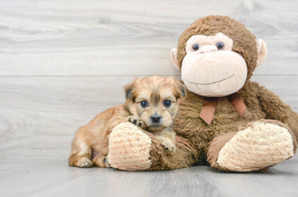 7 week old Shorkie Puppy For Sale - Simply Southern Pups