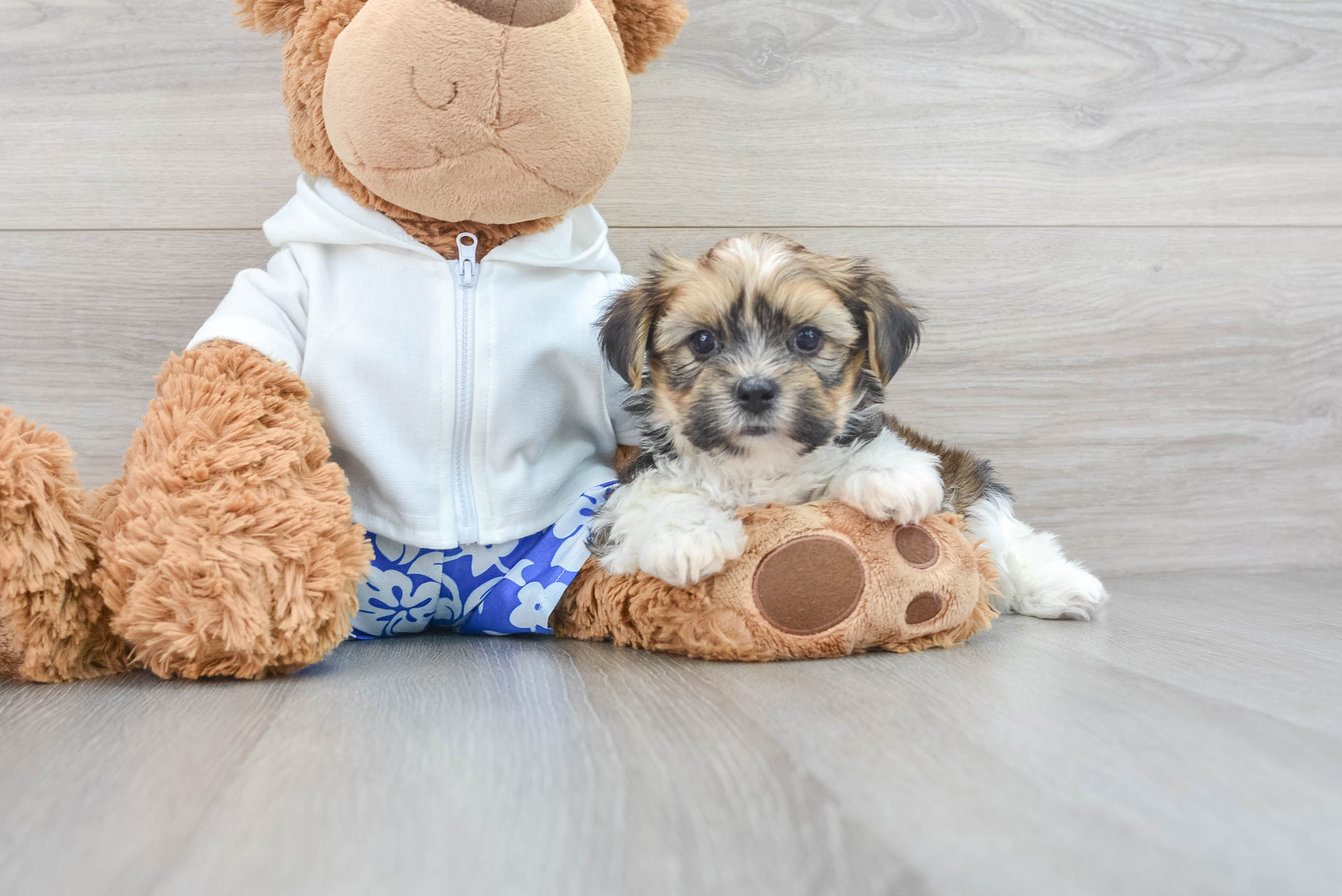 Teddy top bear shorkie