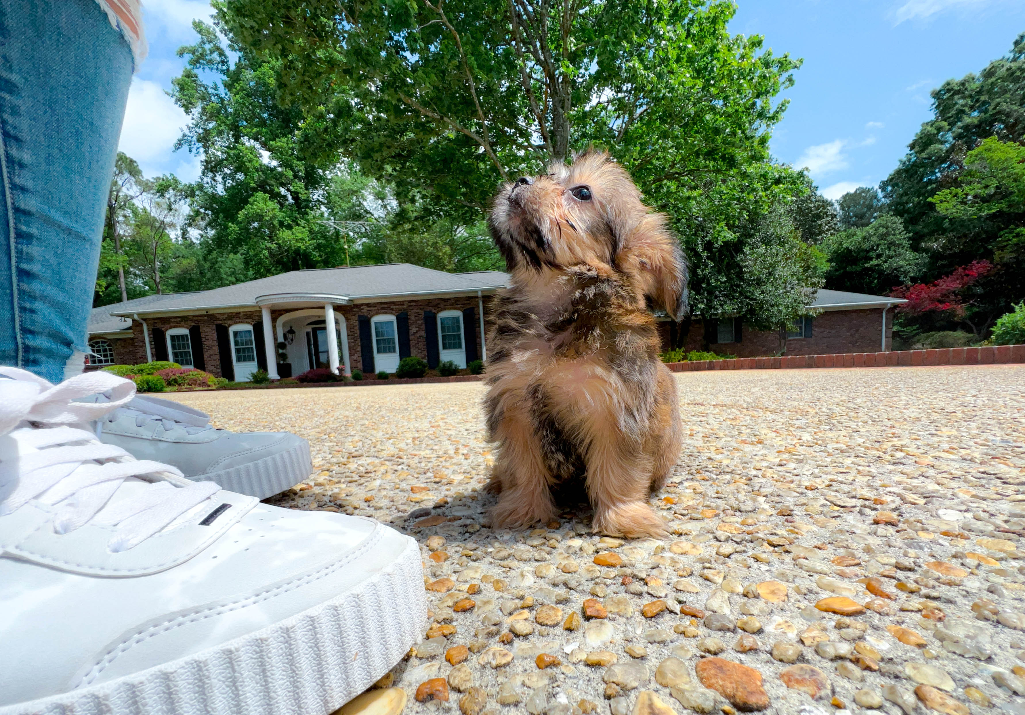 yeezy dog shoes