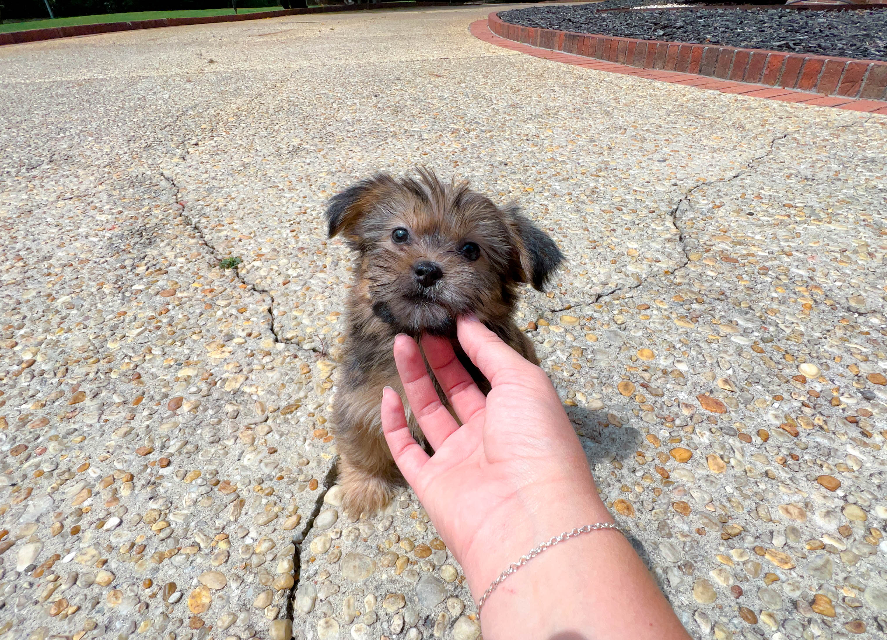 Shorkie store for adoption