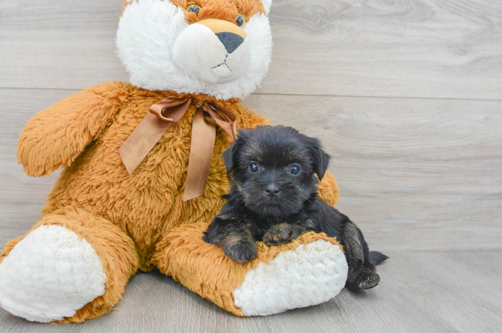 7 week old Shorkie Puppy For Sale - Simply Southern Pups