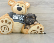 5 week old Shorkie Puppy For Sale - Simply Southern Pups