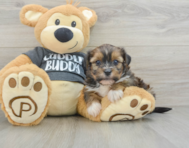 5 week old Shorkie Puppy For Sale - Simply Southern Pups