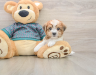 5 week old Shorkie Puppy For Sale - Simply Southern Pups