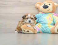 5 week old Shorkie Puppy For Sale - Simply Southern Pups