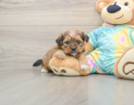 5 week old Shorkie Puppy For Sale - Simply Southern Pups