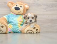 5 week old Shorkie Puppy For Sale - Simply Southern Pups
