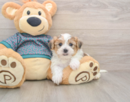 5 week old Shorkie Puppy For Sale - Simply Southern Pups