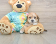 6 week old Shorkie Puppy For Sale - Simply Southern Pups