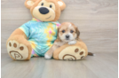 Best Shorkie Baby