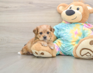 5 week old Shorkie Puppy For Sale - Simply Southern Pups