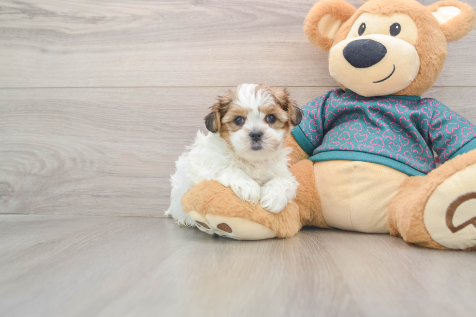 Shorkie Puppy for Adoption