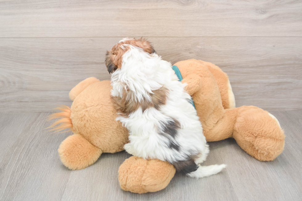 Energetic Shorkie Tzu Designer Puppy