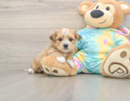 6 week old Shorkie Puppy For Sale - Simply Southern Pups