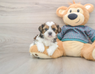 5 week old Shorkie Puppy For Sale - Simply Southern Pups