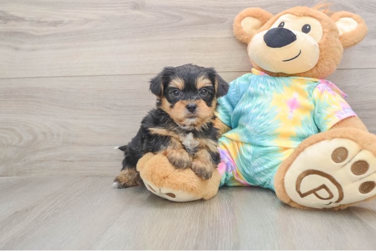 Shorkie Pup Being Cute