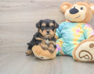 8 week old Shorkie Puppy For Sale - Simply Southern Pups