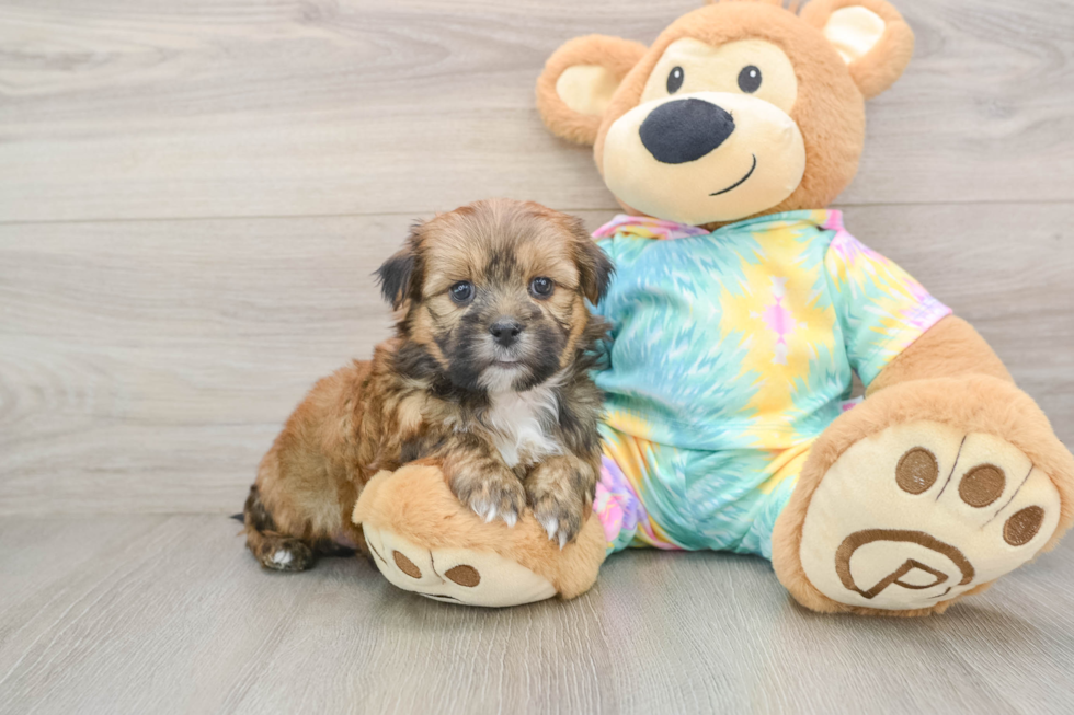 Shorkie Pup Being Cute