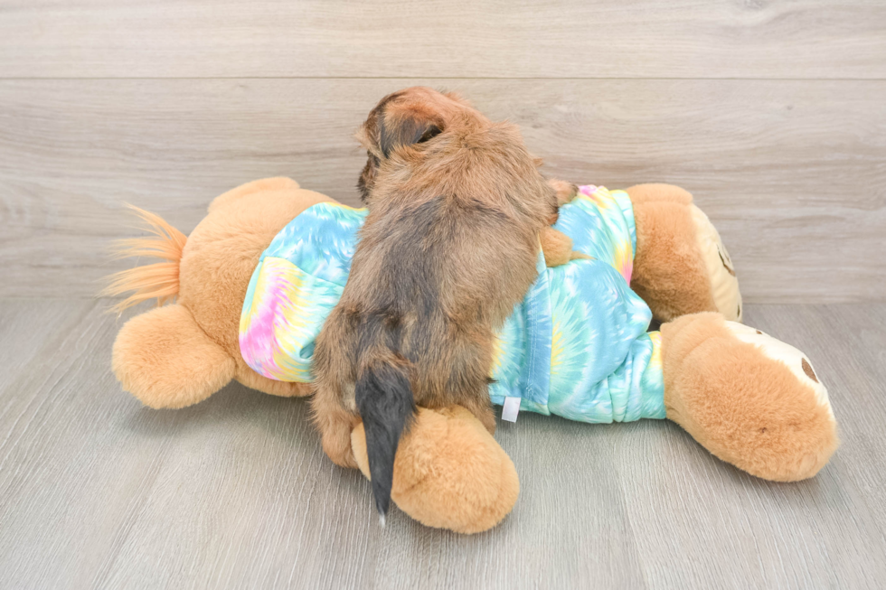 Hypoallergenic Shorkie Tzu Designer Puppy